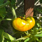 Green Pineapple DER TOMATENFLÜSTERER