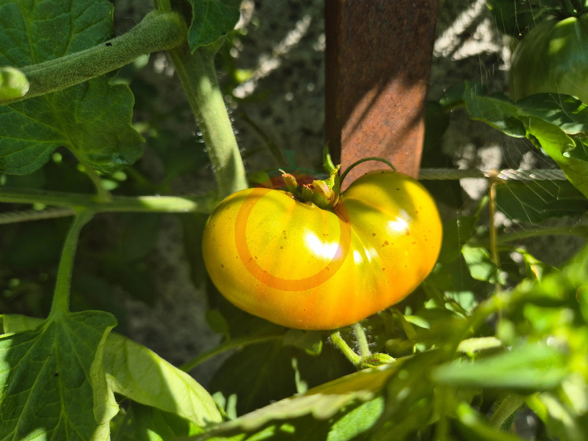 Green Pineapple DER TOMATENFLÜSTERER