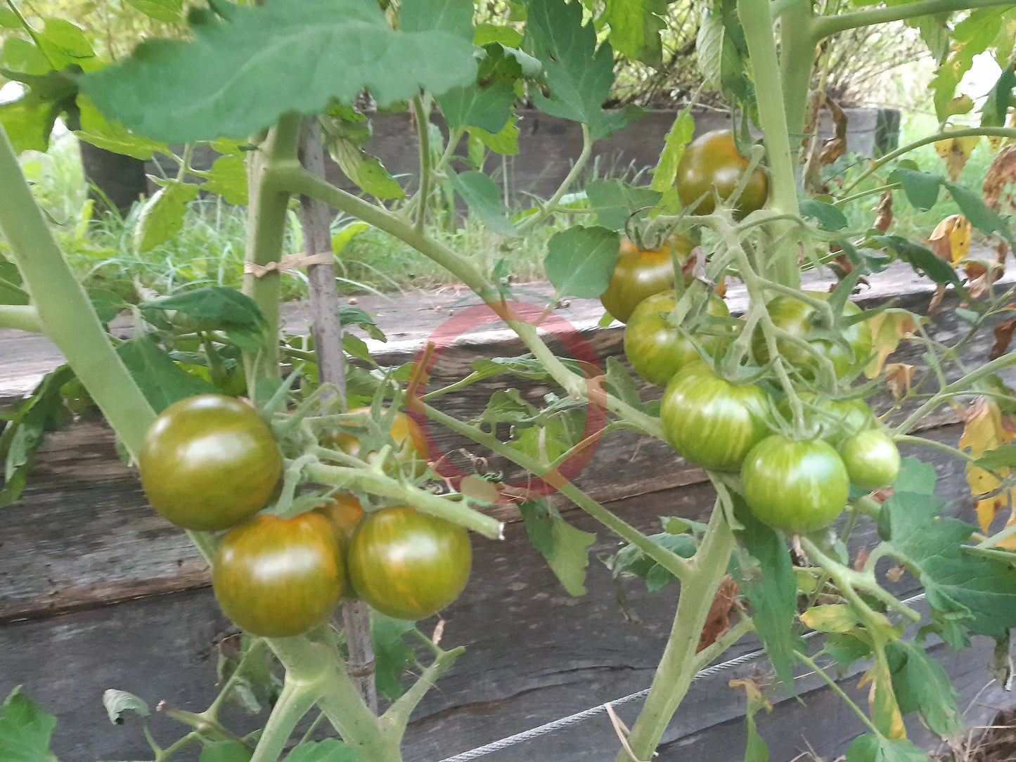 Green Zebra Cherry DER TOMATENFLÜSTERER