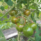 Green Zebra Cherry DER TOMATENFLÜSTERER