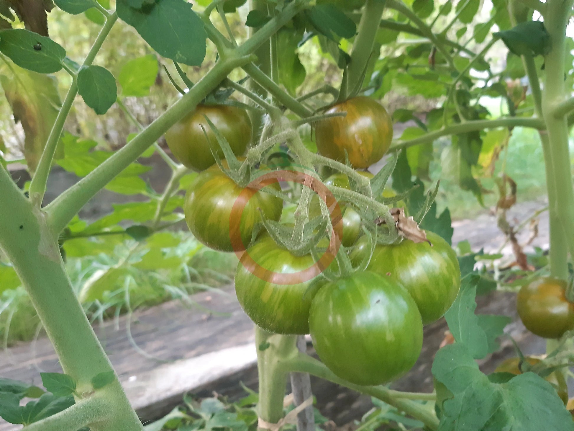 Green Zebra Cherry DER TOMATENFLÜSTERER