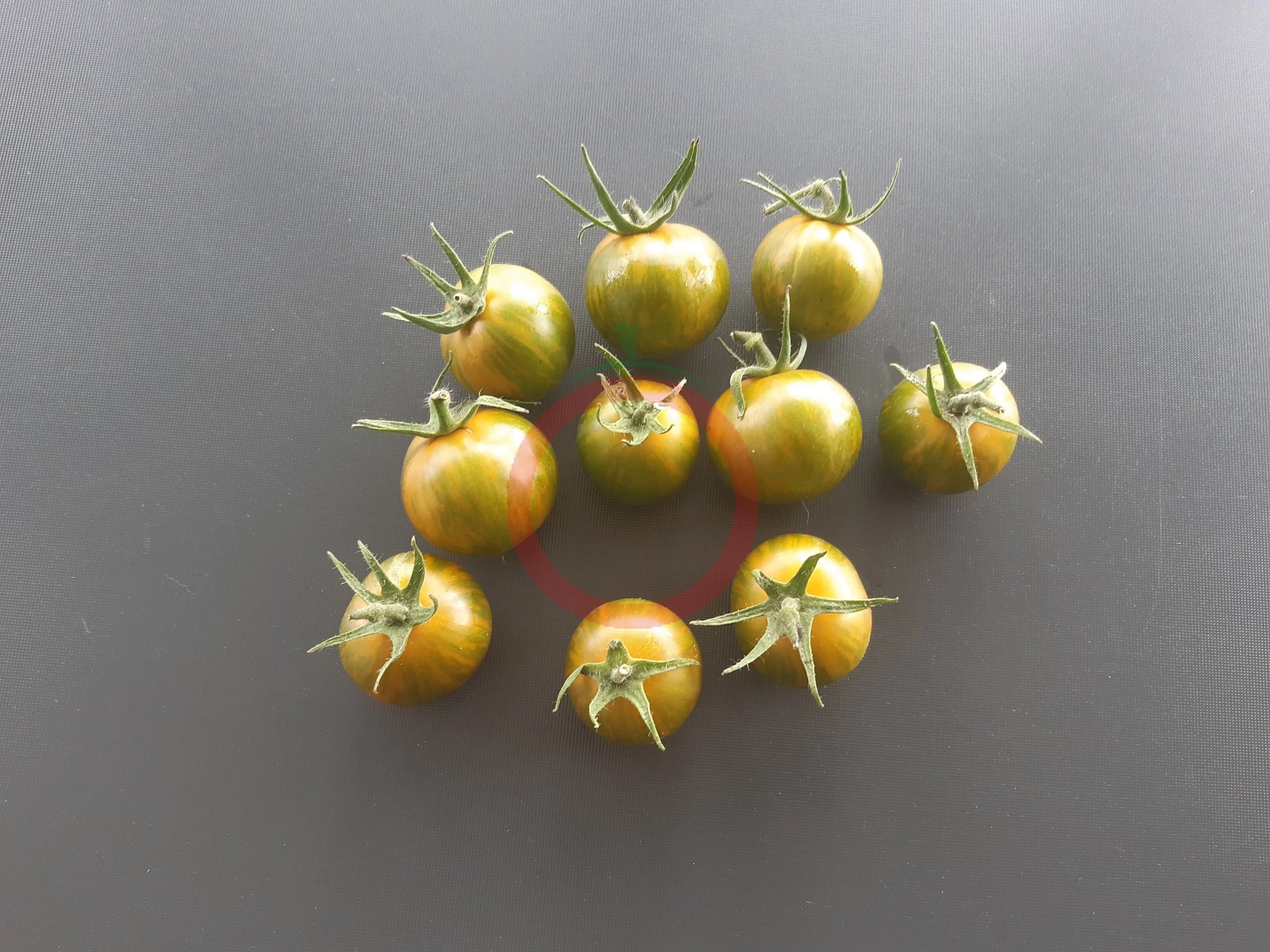 Green Zebra Cherry DER TOMATENFLÜSTERER