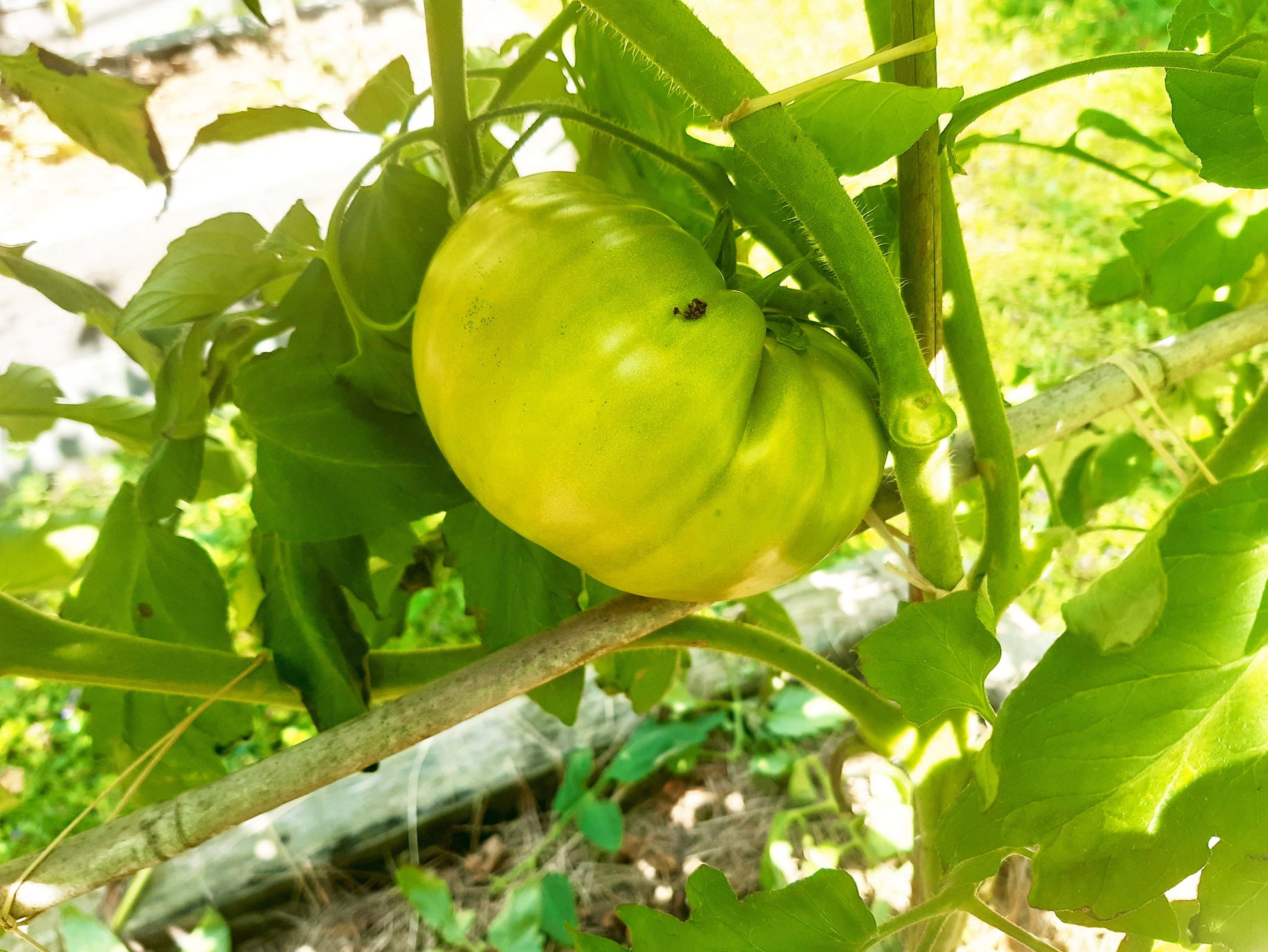 Green Zebra Cherry (Kopie) DER TOMATENFLÜSTERER