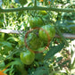 Green Zebra DER TOMATENFLÜSTERER