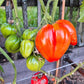 Greenbush Italian DER TOMATENFLÜSTERER