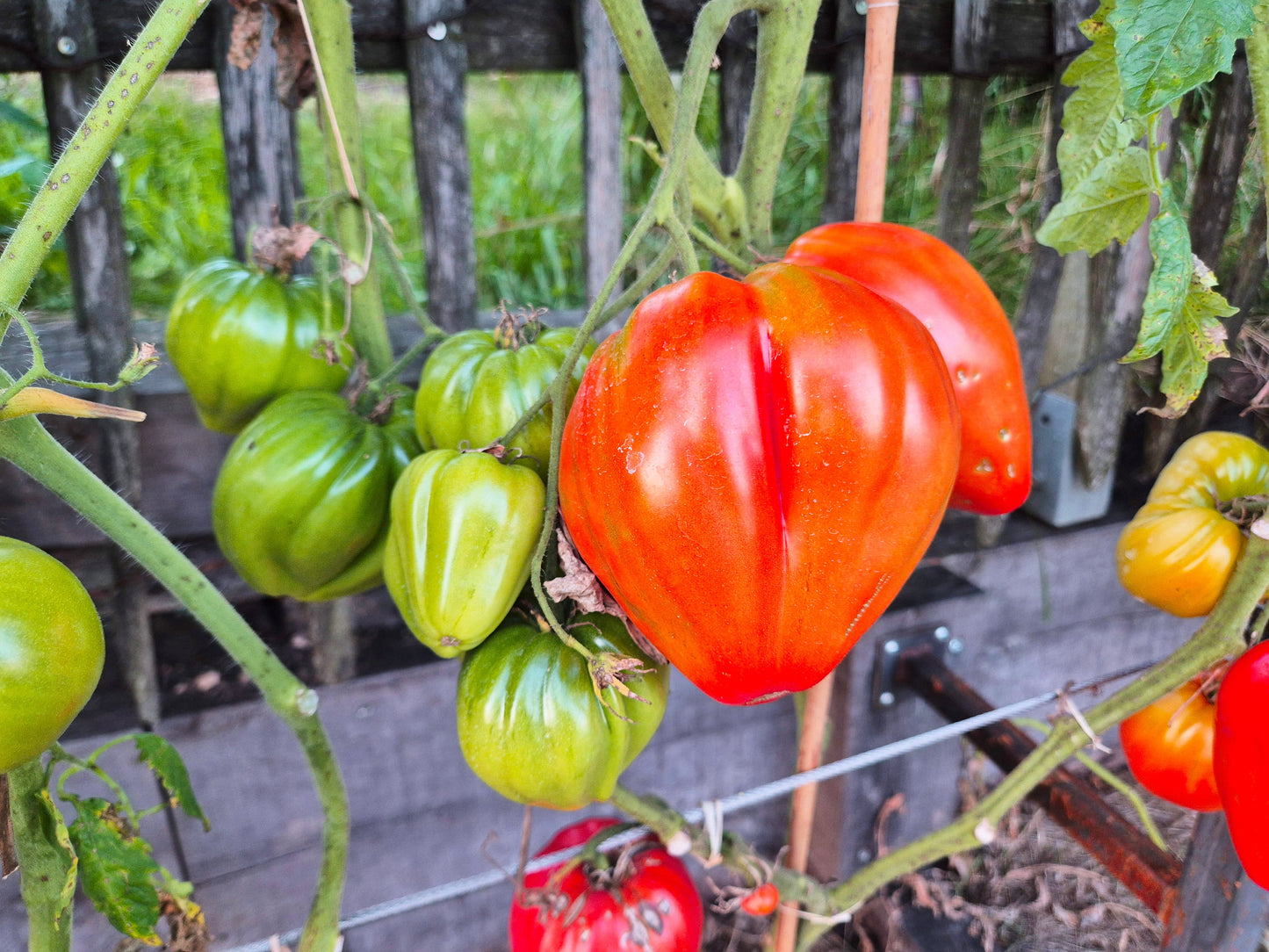 Greenbush Italian DER TOMATENFLÜSTERER