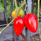 Greenbush Italian DER TOMATENFLÜSTERER