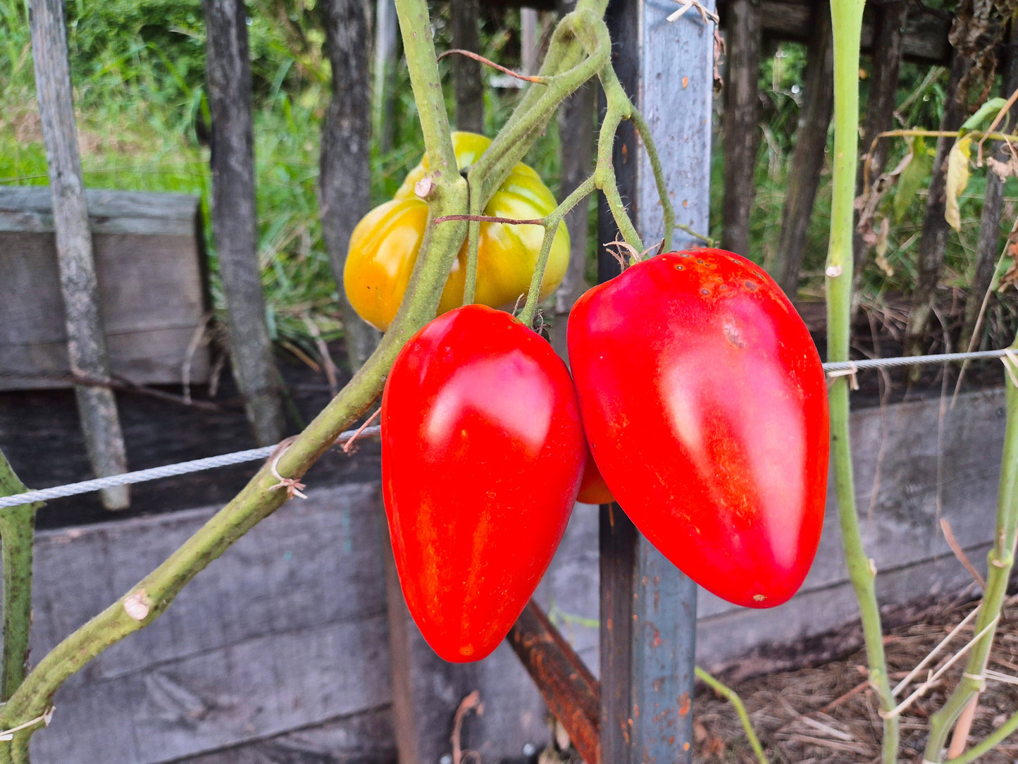 Greenbush Italian DER TOMATENFLÜSTERER
