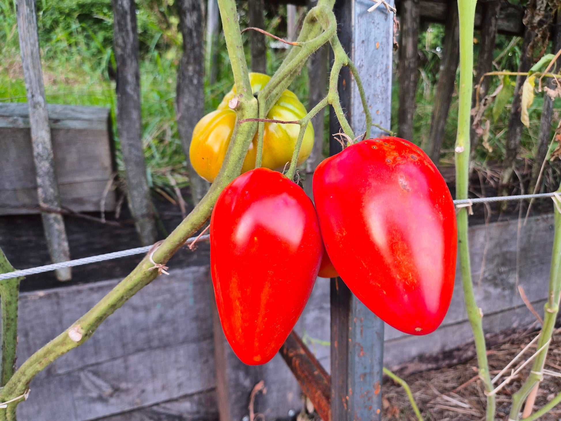 Greenbush Italian DER TOMATENFLÜSTERER
