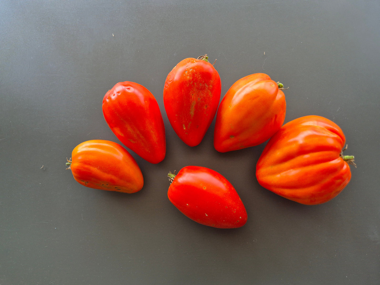 Greenbush Italian DER TOMATENFLÜSTERER