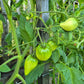 Greenbush Italian DER TOMATENFLÜSTERER