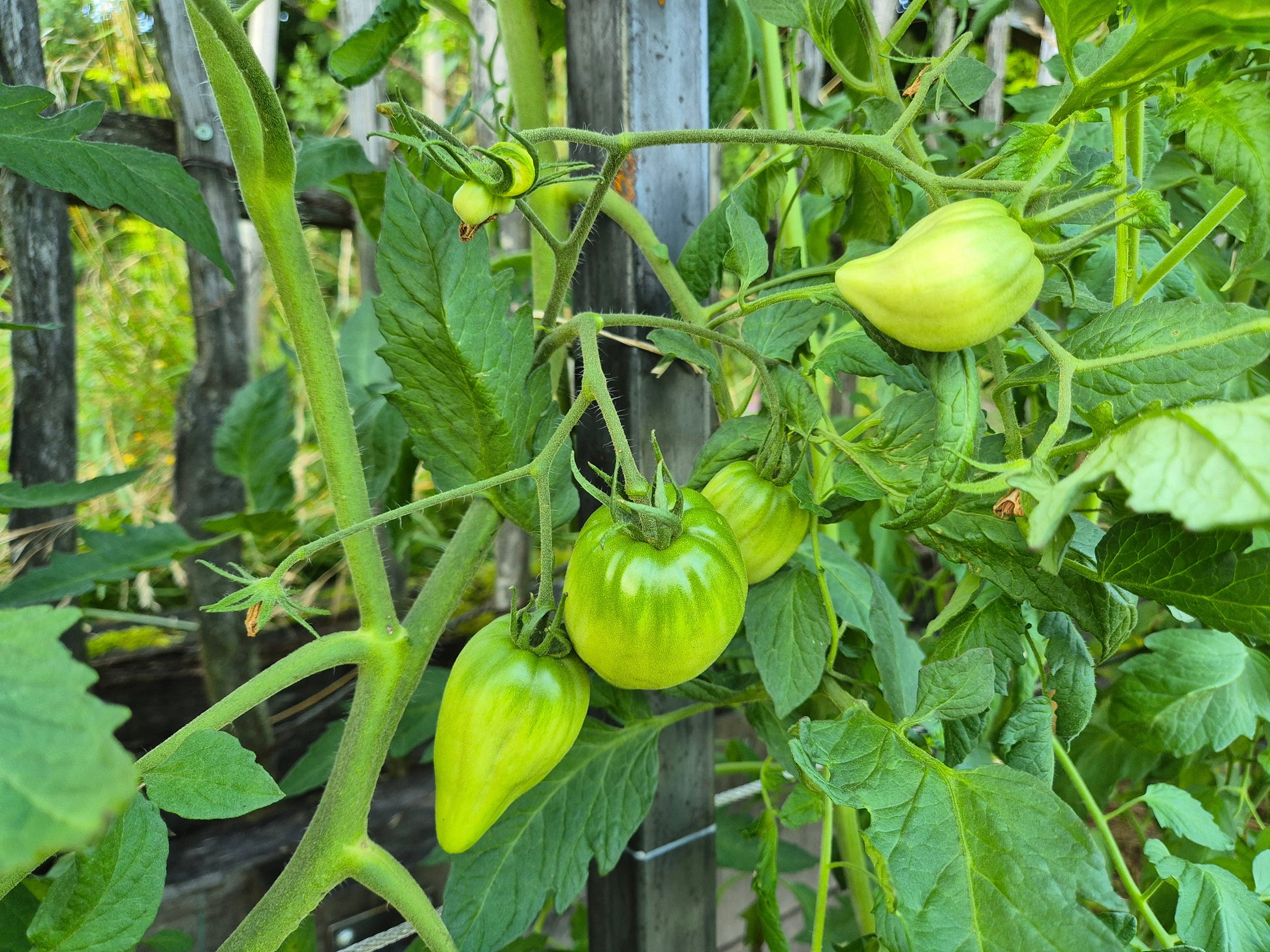 Greenbush Italian DER TOMATENFLÜSTERER