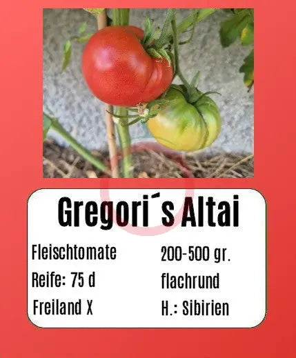 Gregori´s Altai DER TOMATENFLÜSTERER