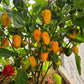 Grenada Seasoning DER TOMATENFLÜSTERER