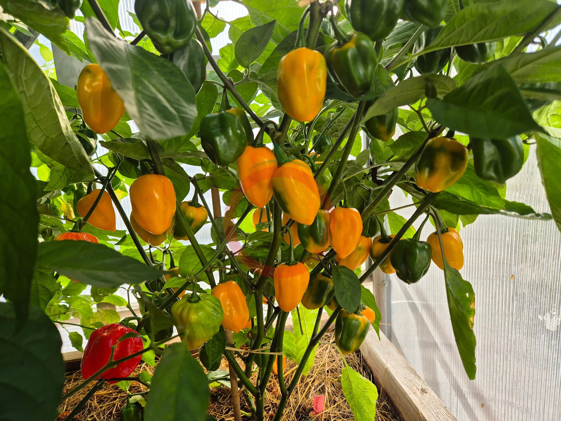 Grenada Seasoning DER TOMATENFLÜSTERER