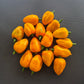 Grenada Seasoning DER TOMATENFLÜSTERER