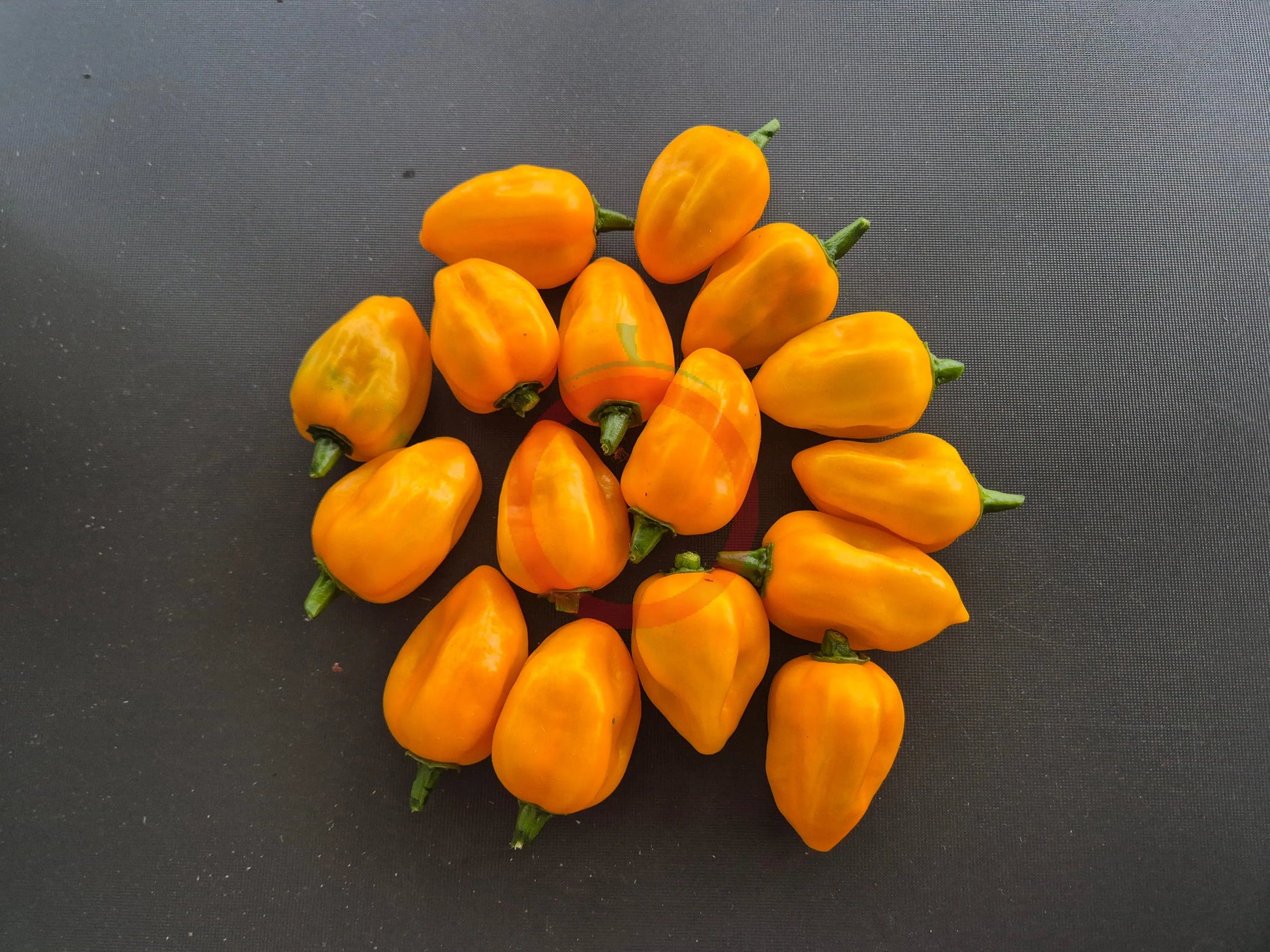 Grenada Seasoning DER TOMATENFLÜSTERER