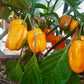 Grenada Seasoning DER TOMATENFLÜSTERER