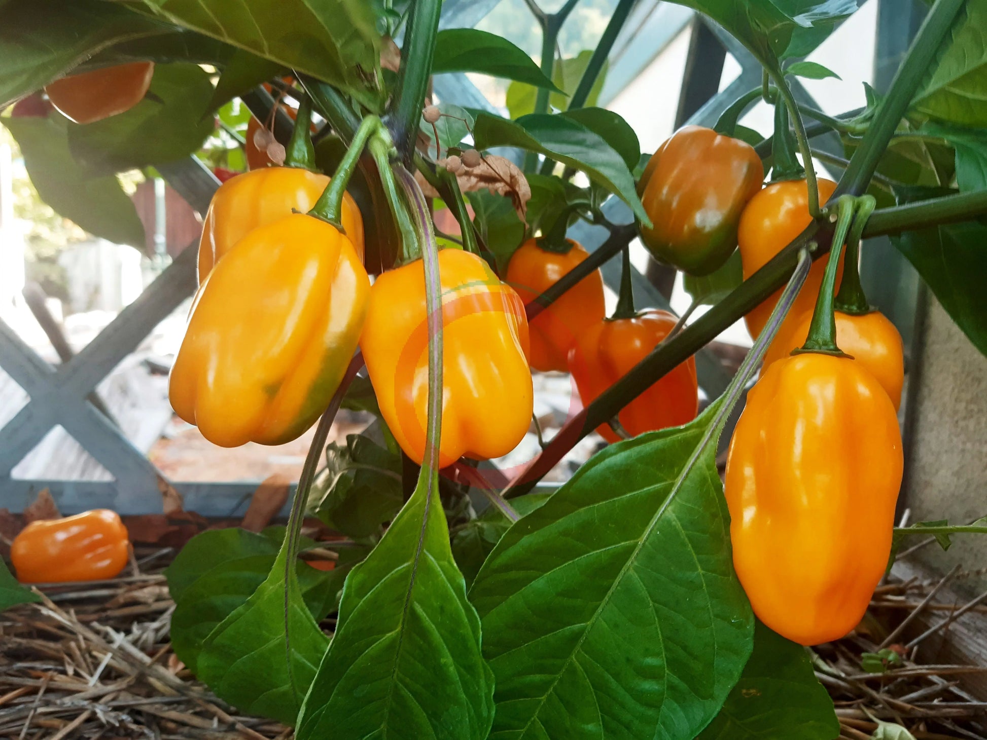 Grenada Seasoning DER TOMATENFLÜSTERER