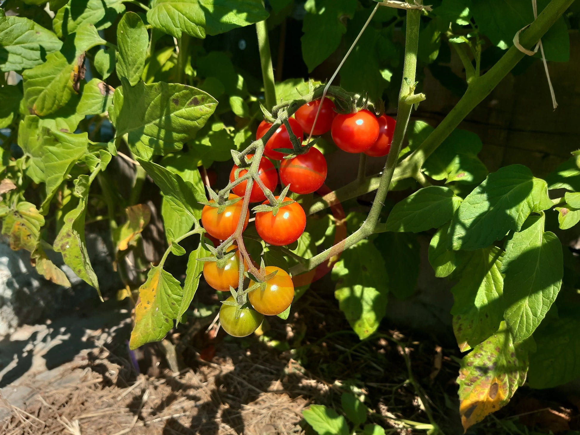 Grenaille Rouge DER TOMATENFLÜSTERER