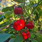 Greygo DER TOMATENFLÜSTERER