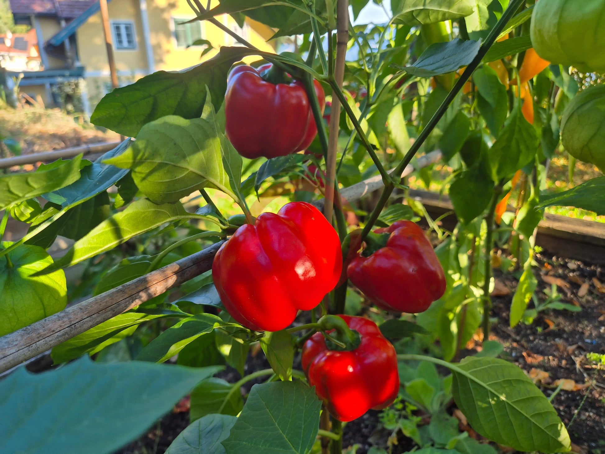 Greygo DER TOMATENFLÜSTERER