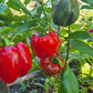 Greygo DER TOMATENFLÜSTERER