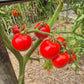 Grit DER TOMATENFLÜSTERER