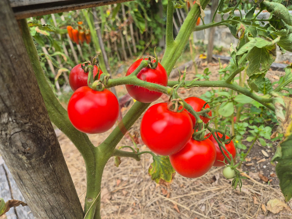 Grit DER TOMATENFLÜSTERER
