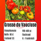 Grosse du Vaucluse DER TOMATENFLÜSTERER