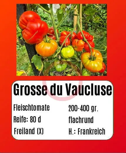 Grosse du Vaucluse DER TOMATENFLÜSTERER