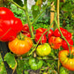 Grosse du Vaucluse DER TOMATENFLÜSTERER