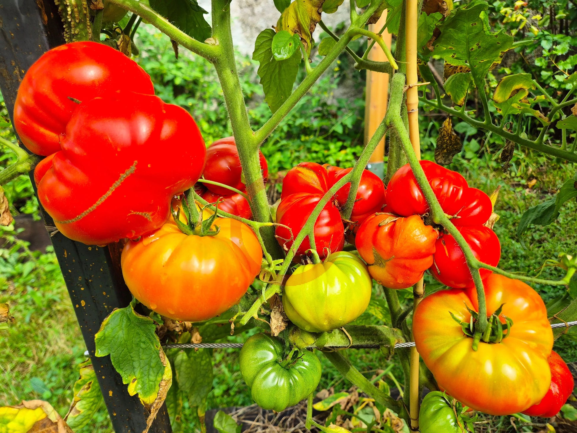 Grosse du Vaucluse DER TOMATENFLÜSTERER
