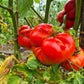 Grosse du Vaucluse DER TOMATENFLÜSTERER