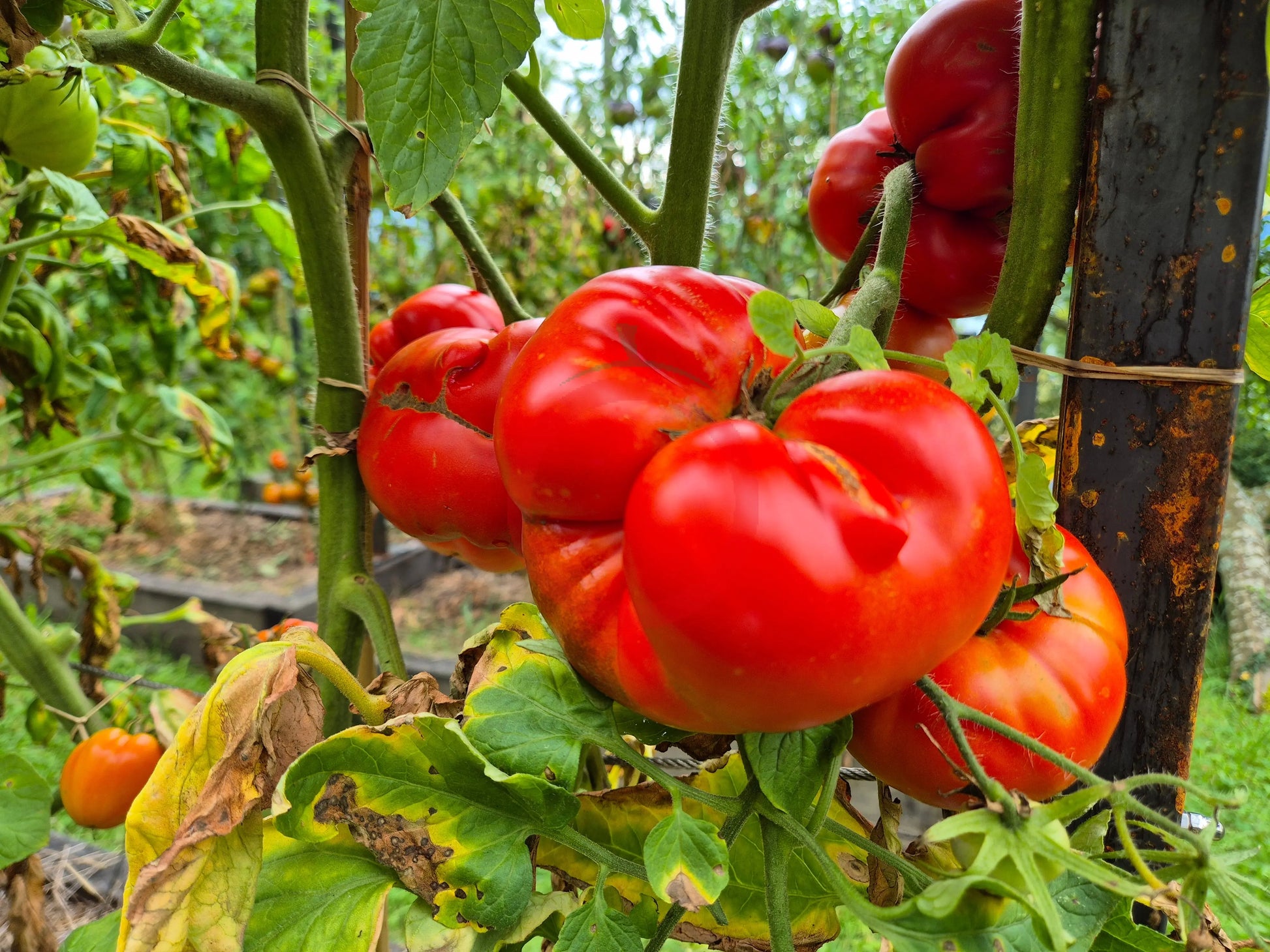 Grosse du Vaucluse DER TOMATENFLÜSTERER