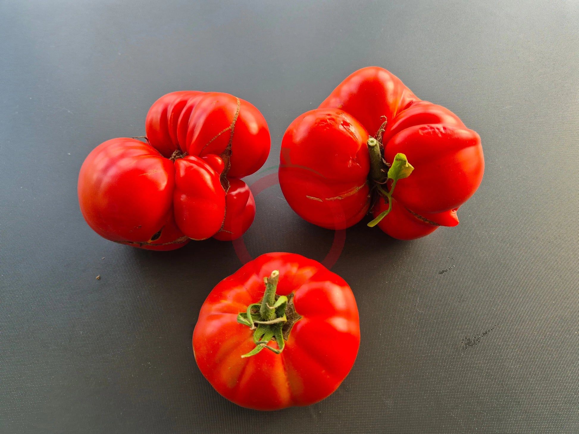Grosse du Vaucluse DER TOMATENFLÜSTERER