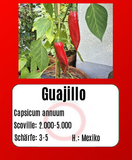 Guajillo DER TOMATENFLÜSTERER
