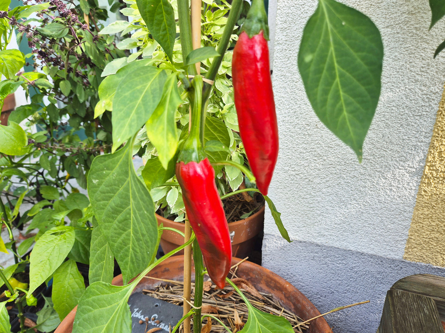 Guajillo DER TOMATENFLÜSTERER