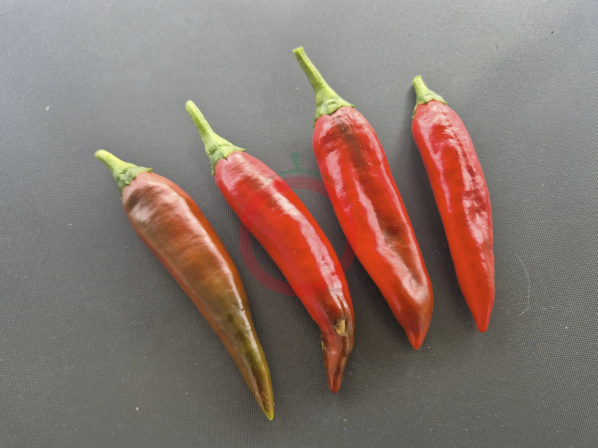 Guajillo DER TOMATENFLÜSTERER