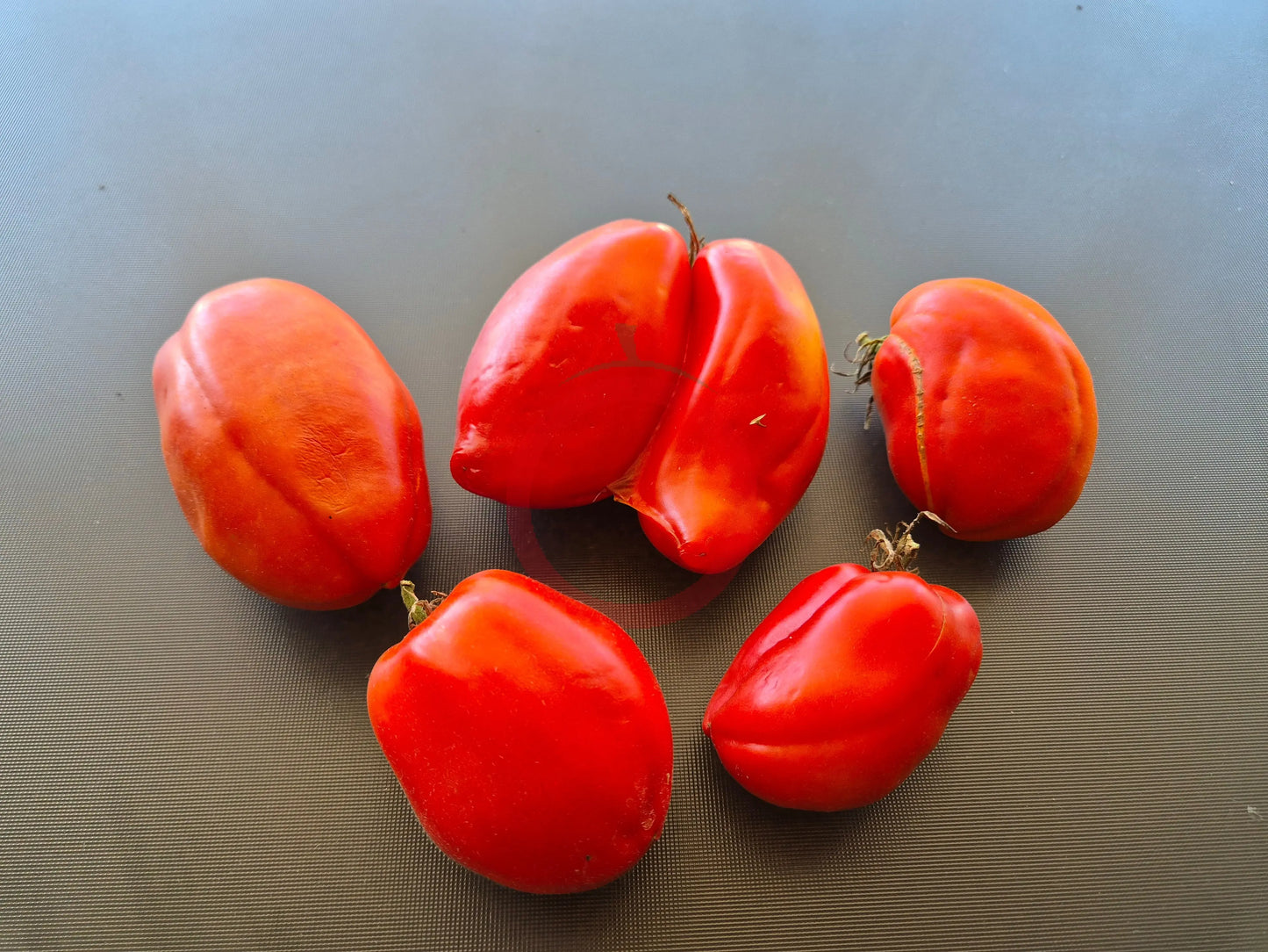 Gyöngyösi Paprika DER TOMATENFLÜSTERER