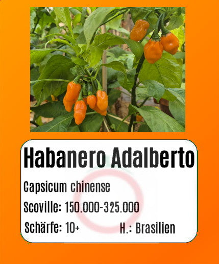 Habanero Adalberto DER TOMATENFLÜSTERER