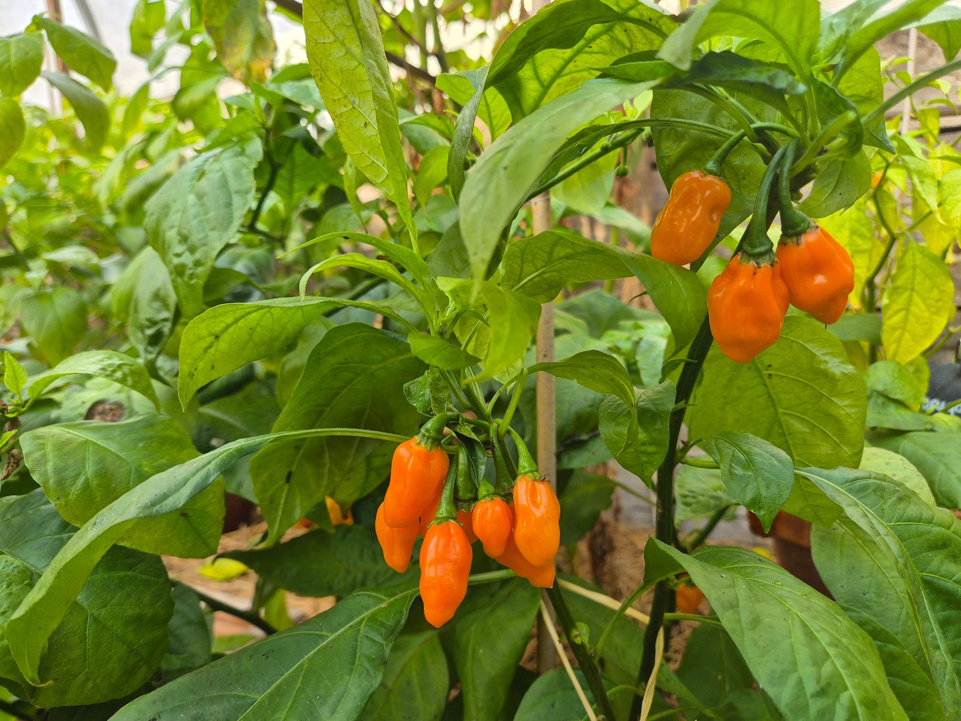Habanero Adalberto DER TOMATENFLÜSTERER