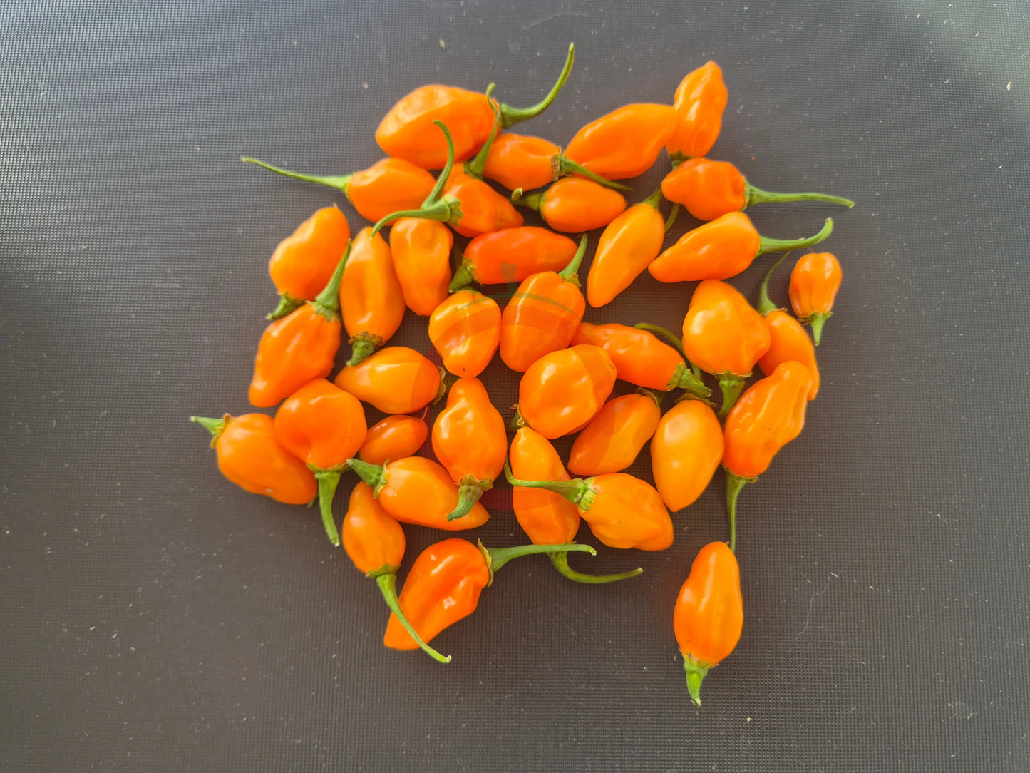 Habanero Adalberto DER TOMATENFLÜSTERER