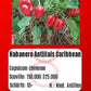 Habanero Antillais Caribbean DER TOMATENFLÜSTERER