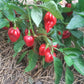 Habanero Antillais Caribbean DER TOMATENFLÜSTERER