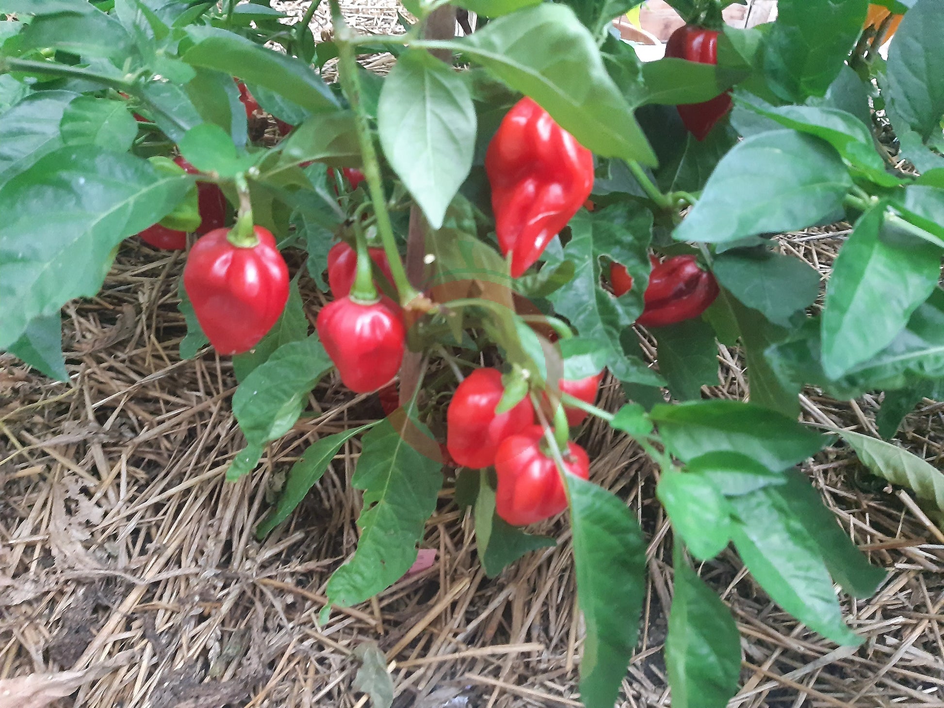 Habanero Antillais Caribbean DER TOMATENFLÜSTERER