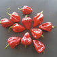 Habanero Antillais Caribbean DER TOMATENFLÜSTERER