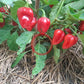 Habanero Antillais Caribbean DER TOMATENFLÜSTERER