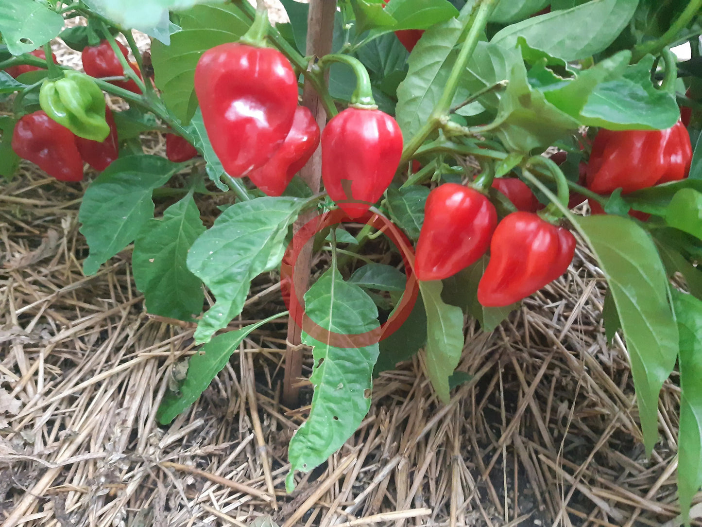 Habanero Antillais Caribbean DER TOMATENFLÜSTERER