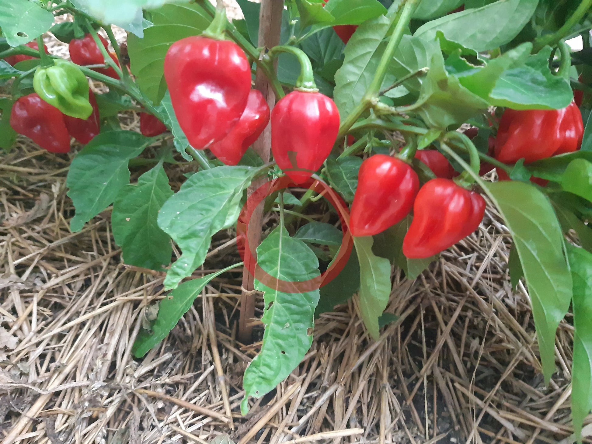 Habanero Antillais Caribbean DER TOMATENFLÜSTERER